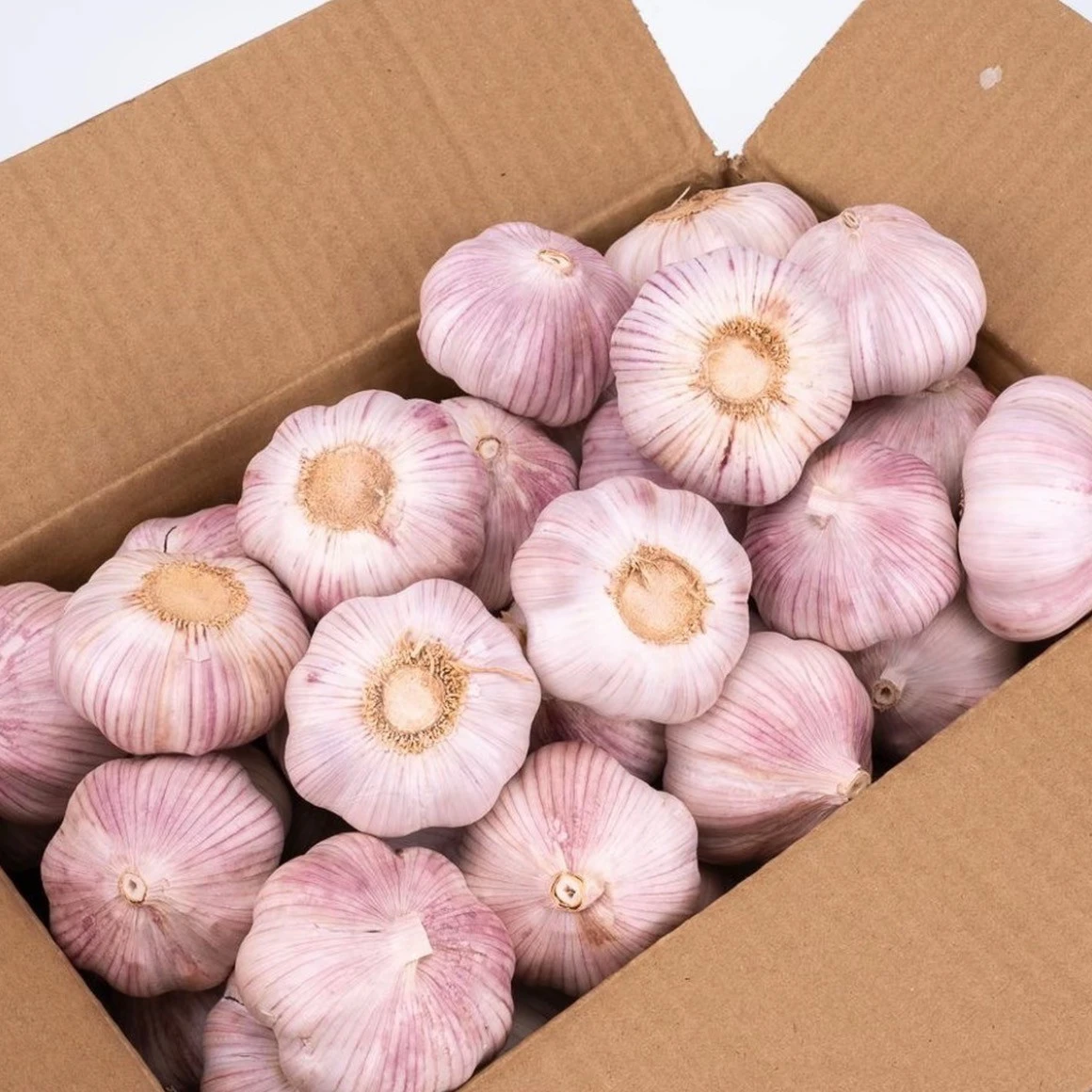 New Crop Chinese Fresh Garlic in Bulk best