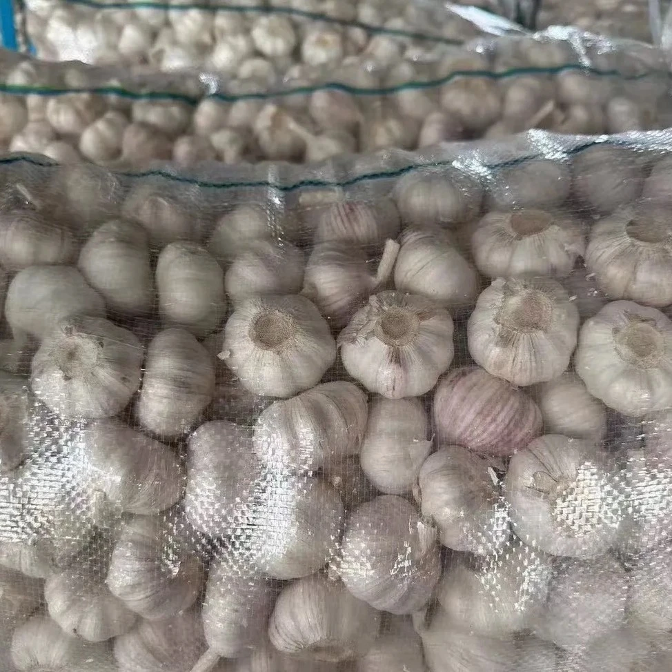 New Crop Chinese Fresh Garlic in Bulk